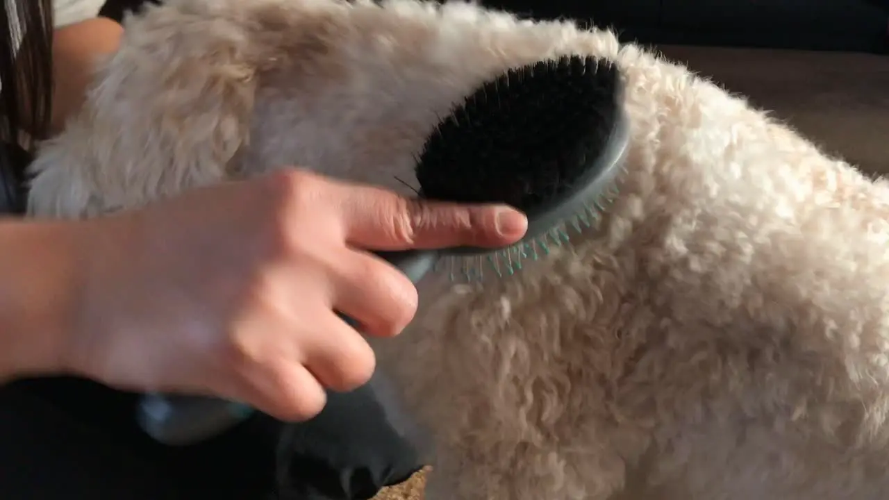 White furry labradoodle puppy being groomed with a brush indoors