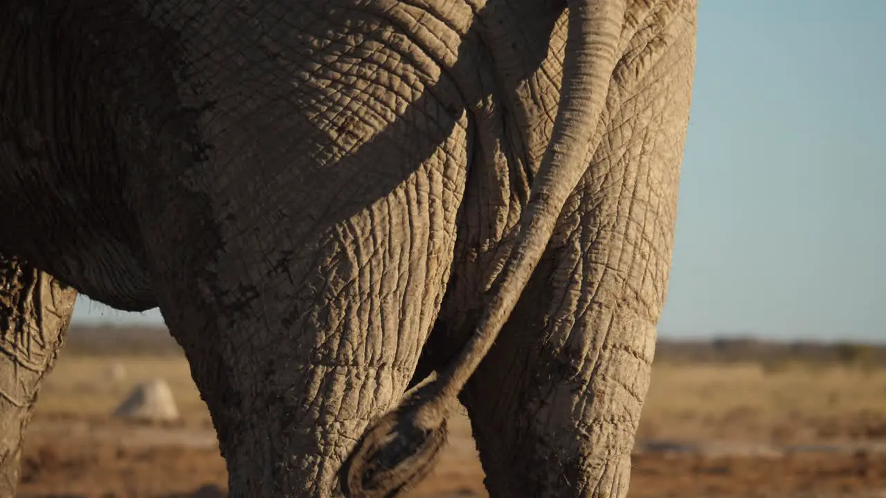 closeup of elephant tail happily wagging