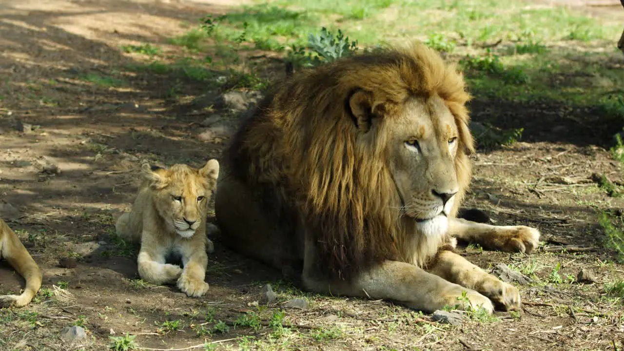 Lion with a lion cub laying down on ground