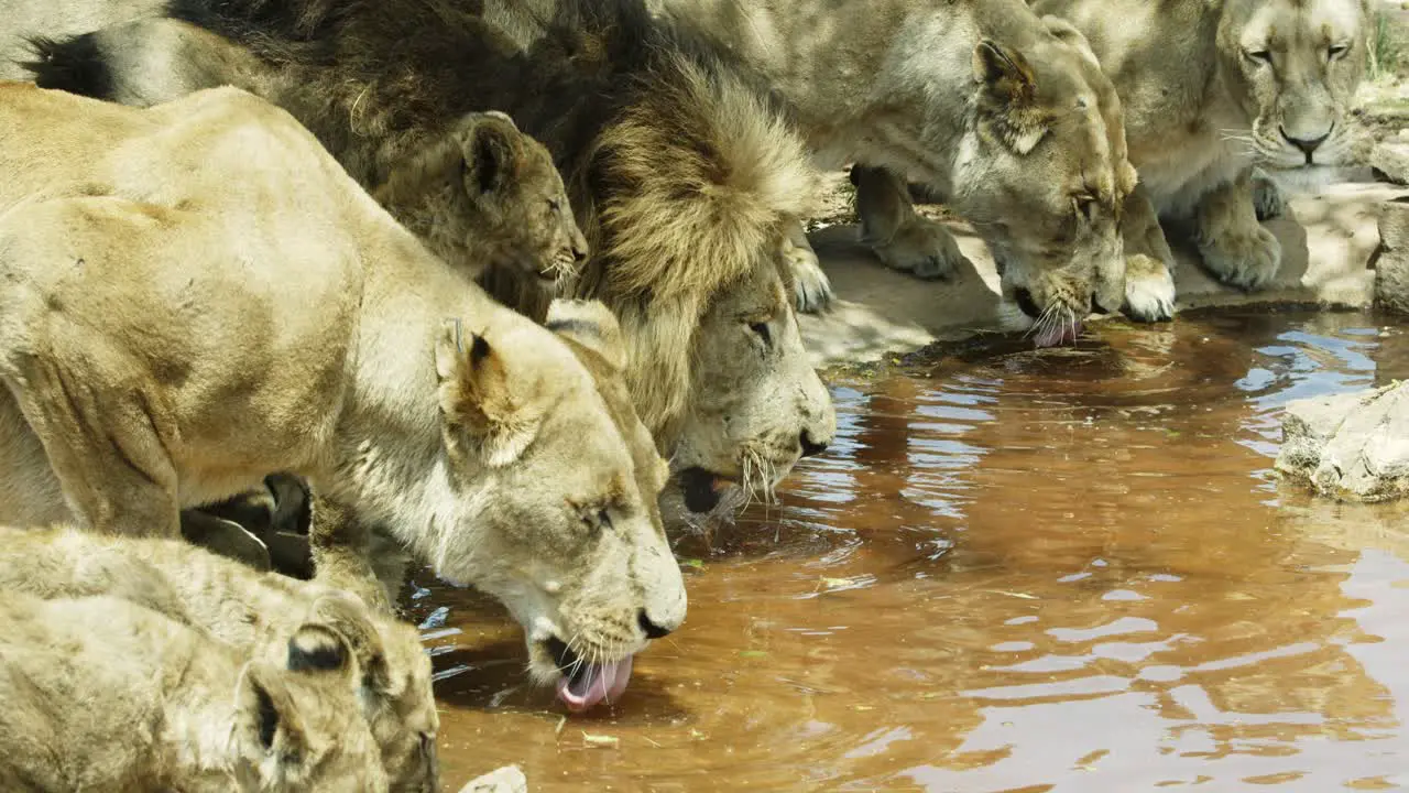 Lions huddle and drink water