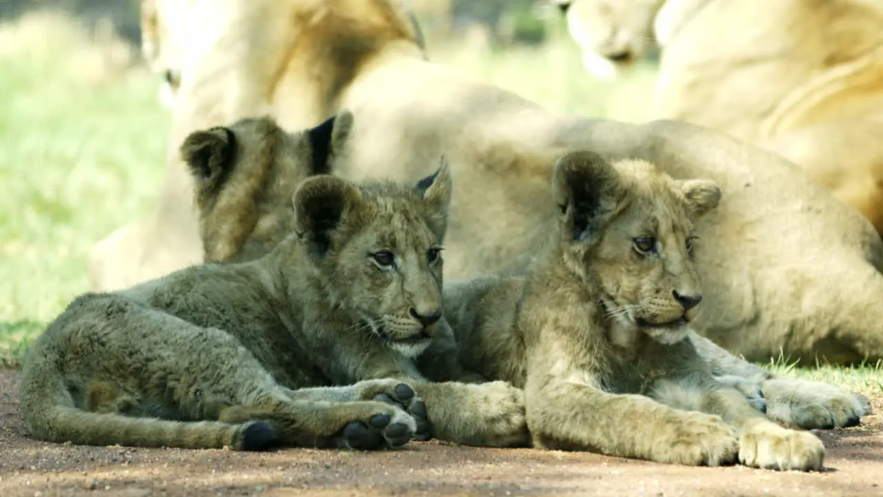 Several lion cubs laying down near the herd