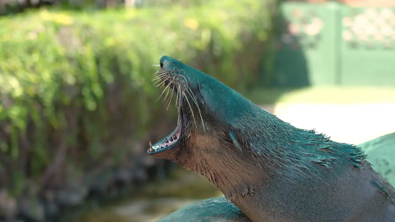 Sealion Yawning in slow motion