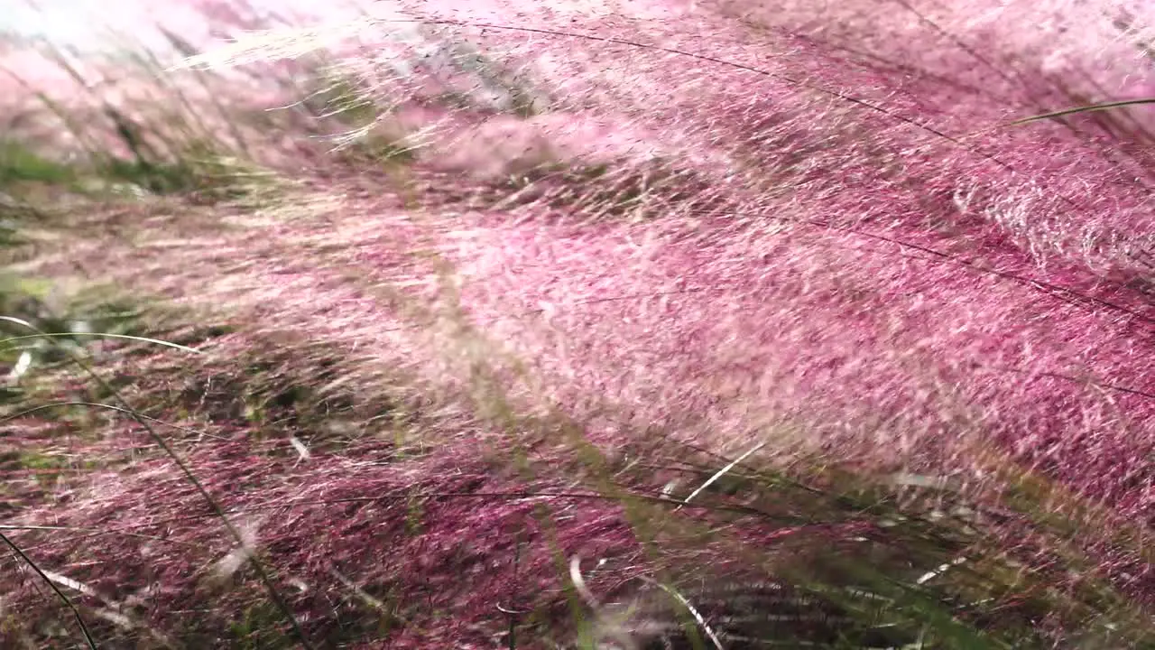 Slow motion close up shot of red sea grass swaying in the wind