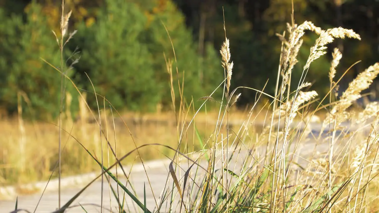 Caucasian male exploring nordic seaside forest wooden pathway man walking alone in the coastal pine forest sunny day healthy activity concept dry grass in foreground medium shot