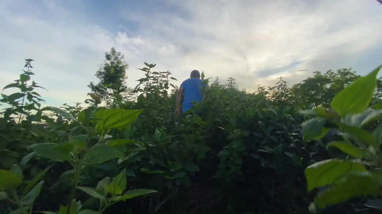 Adventure traveler walk through green plant in hill trail at sunrise