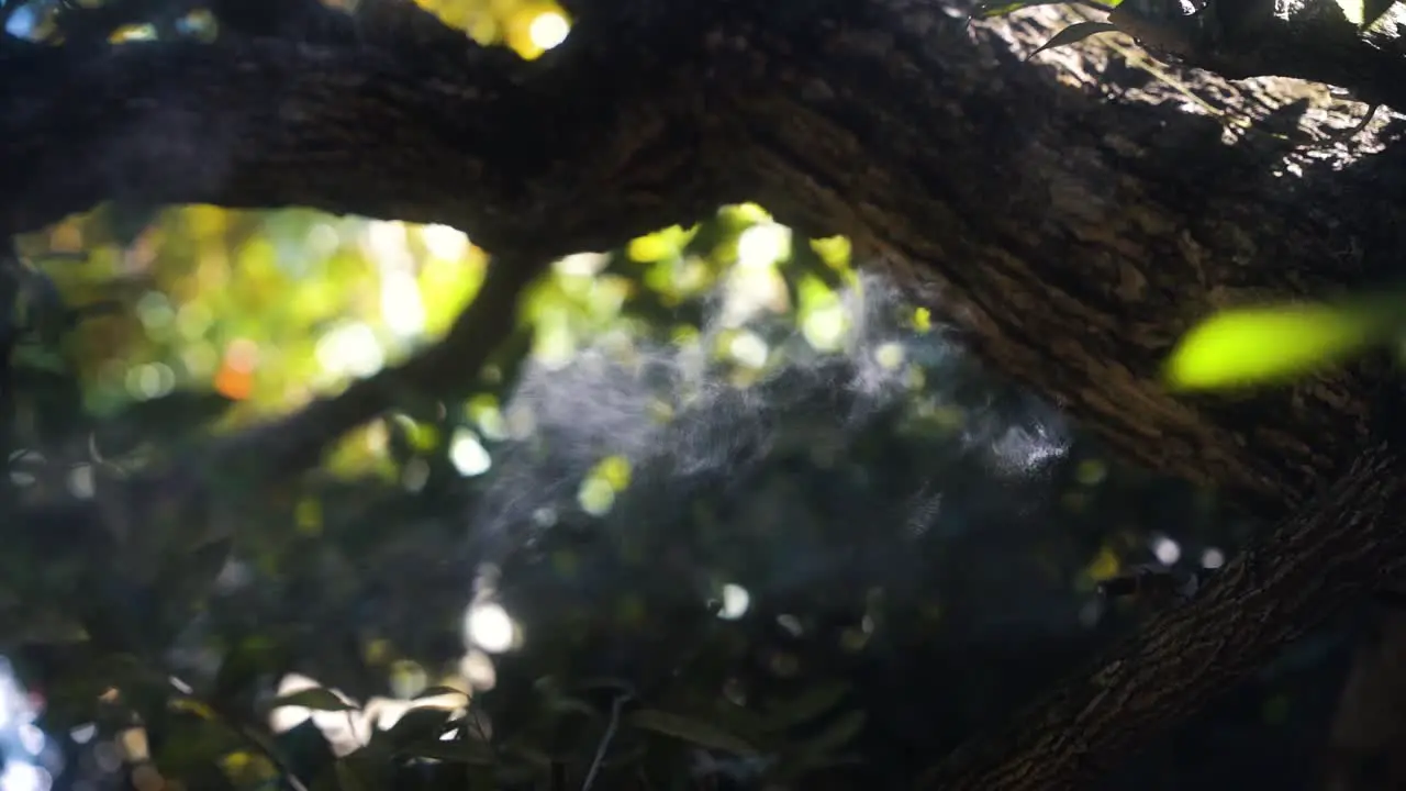 Wet steam from a mechanical humidifier on a tree provides artificial moisture to the trees at a luxury tourist resort as sunlight shines on the steam