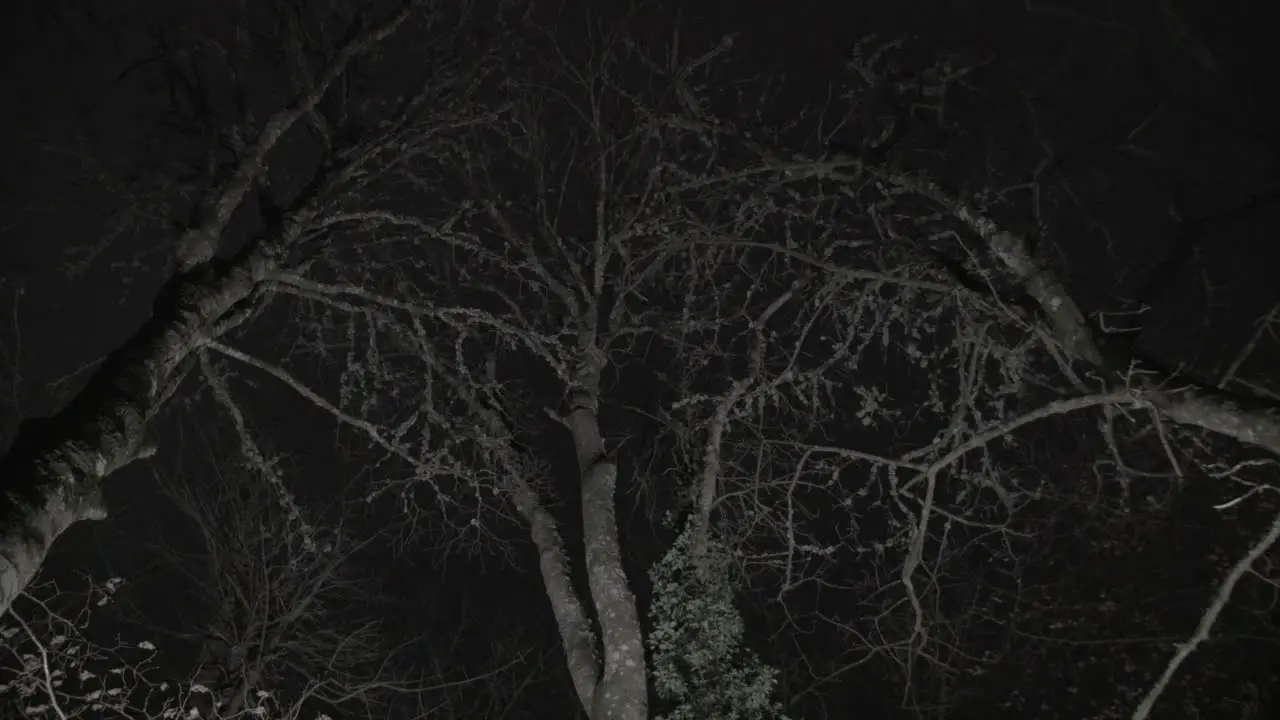 Tree tops swinging in the wind Night Forest