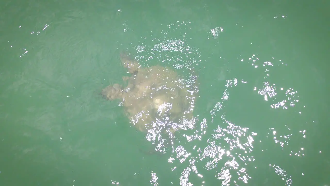 Aerial view of a sea turtle floating in the ocean top view