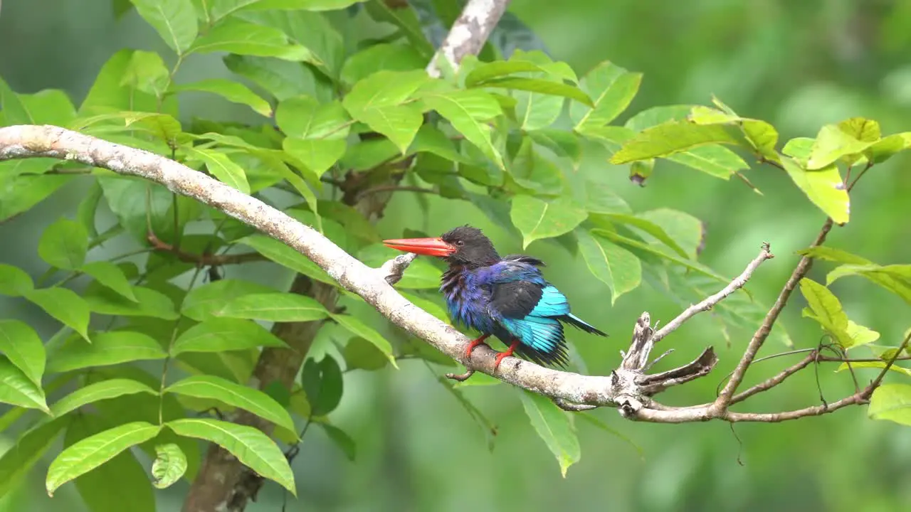 seen from afar a javan kingfisher flapping its wings under the hot sun