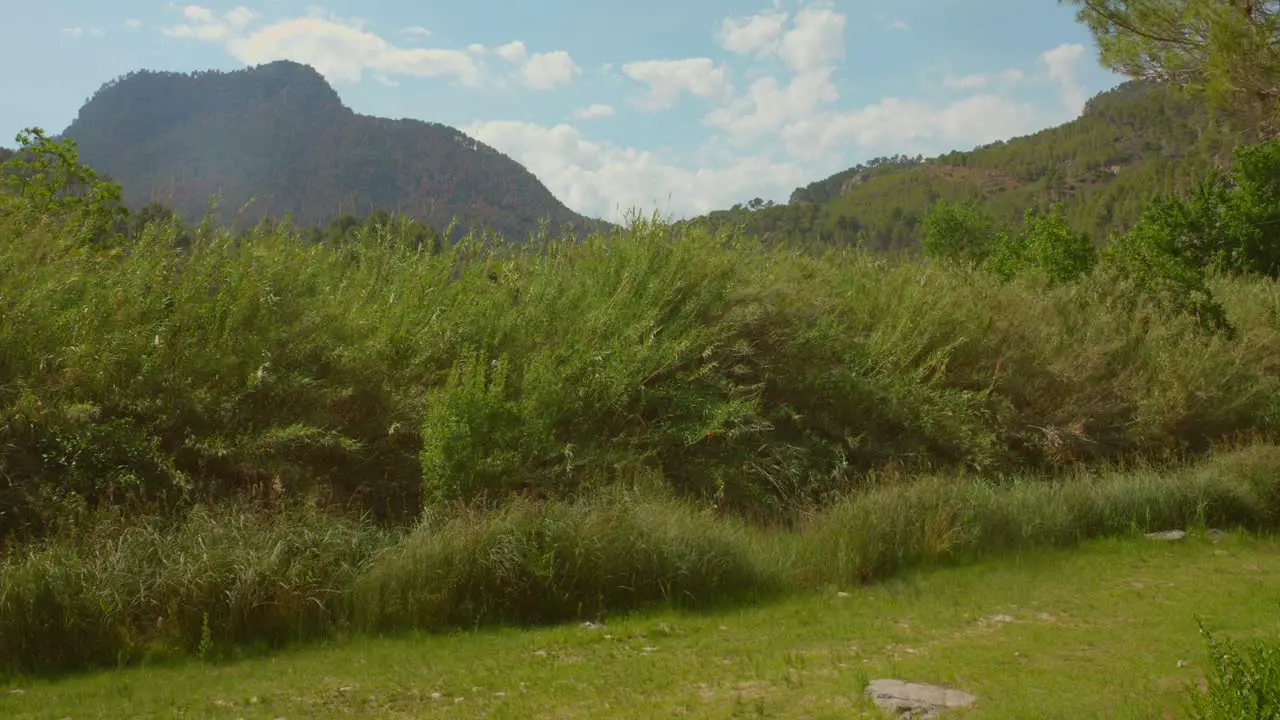 Idyllic Nature Landscape With Lush Vegetation And Mountain In Summertime