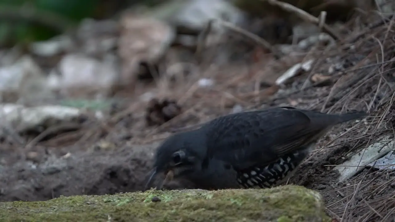 a black bird called zoothera andromedae is looking for food on the ground in the middle of the forest