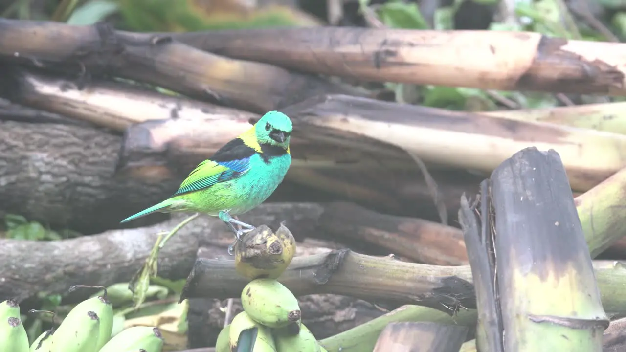 Green-headed tanager colorful bird sitting on bananas at a rainforest region