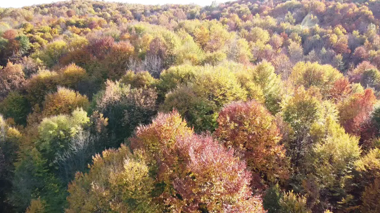 Beautiful autumn forest from above at sunset