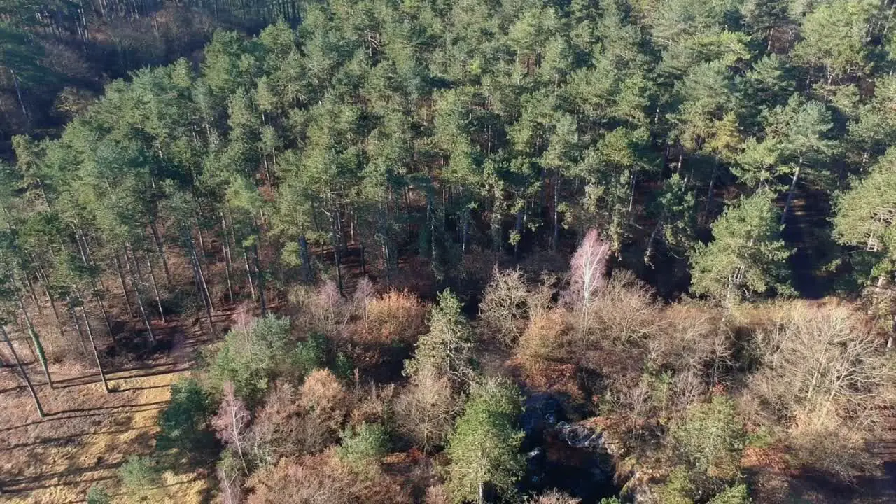 Aerial view of forest in winter