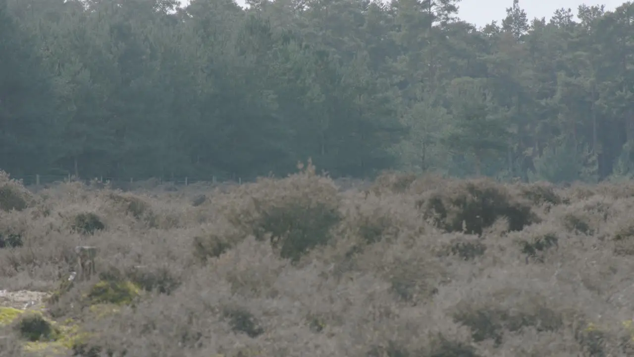 Shot of Brandon Country Park on the outskirts of Thetford Forest in Norfolk England on a sunny day