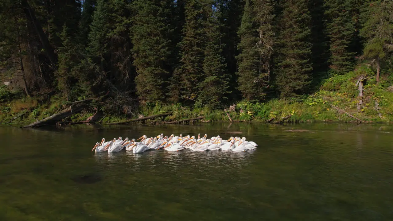 A gander of pelicans floating in a group on a river in Island park Idaho