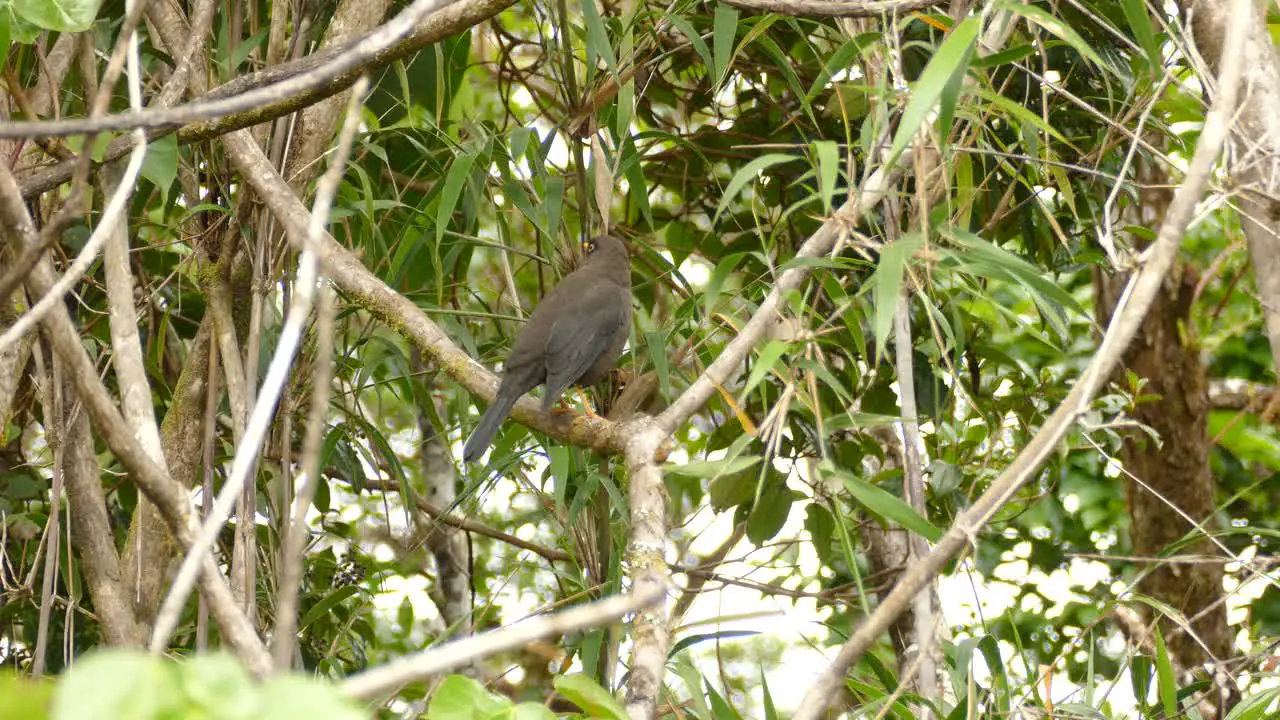 Wildlife in Nature Bird on Tree Branch in Costa Rica Tree Rainforest