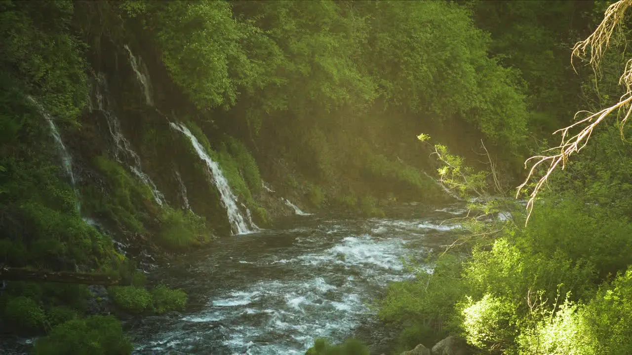 Beautiful scenery of a small creek with light shining through the forest canopy