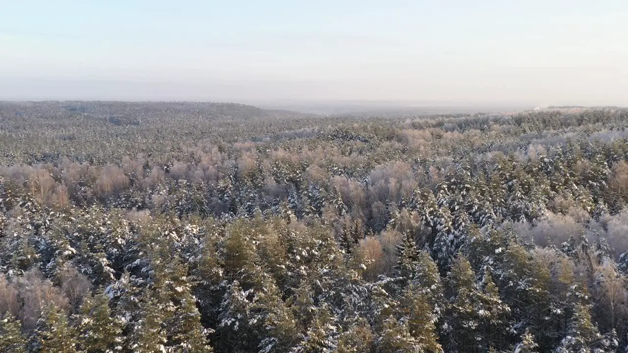 AERIAL Bright and Beautiful Snowy Pine Forest on a Golden Hour