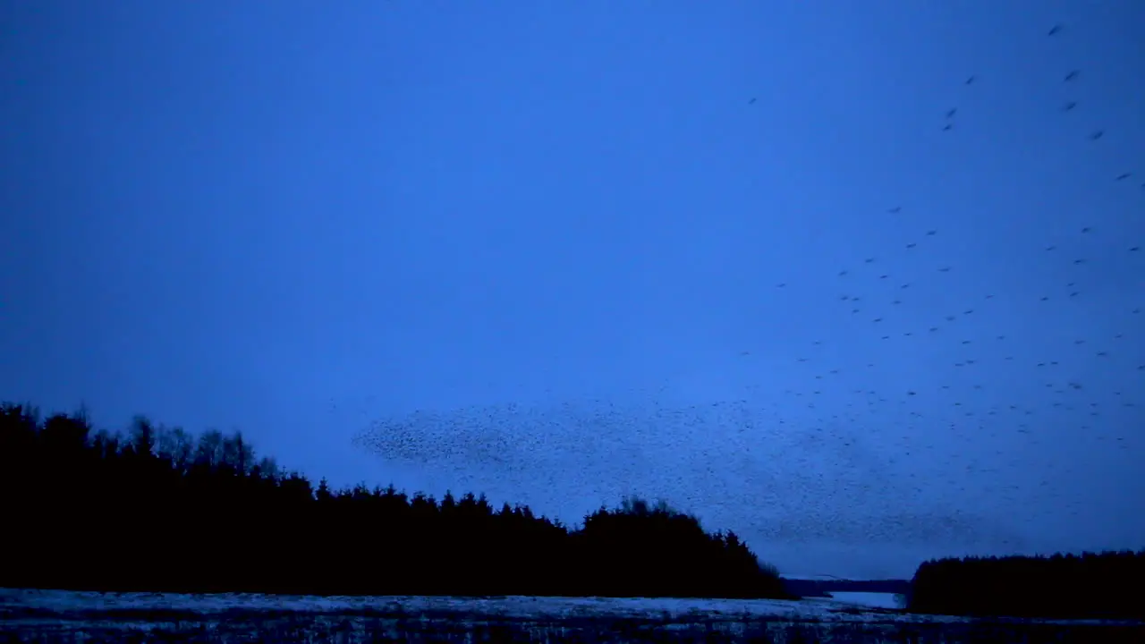 Thousands of European starlings murmuration before the birds go to roost against the cold winter's evening sky in Cumbria