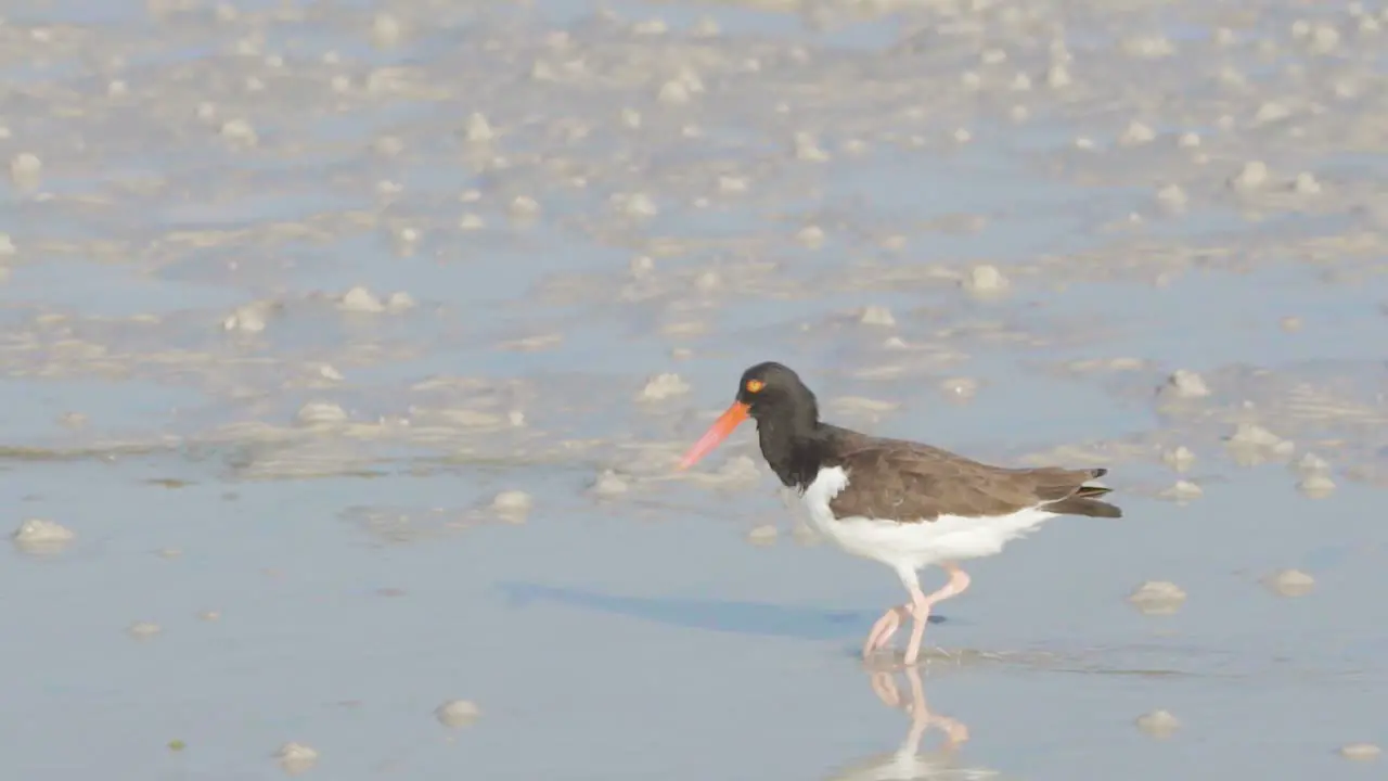 oystercatcher walking along sandy low tide flats and poking beak in and out of sand to feed in slow motion