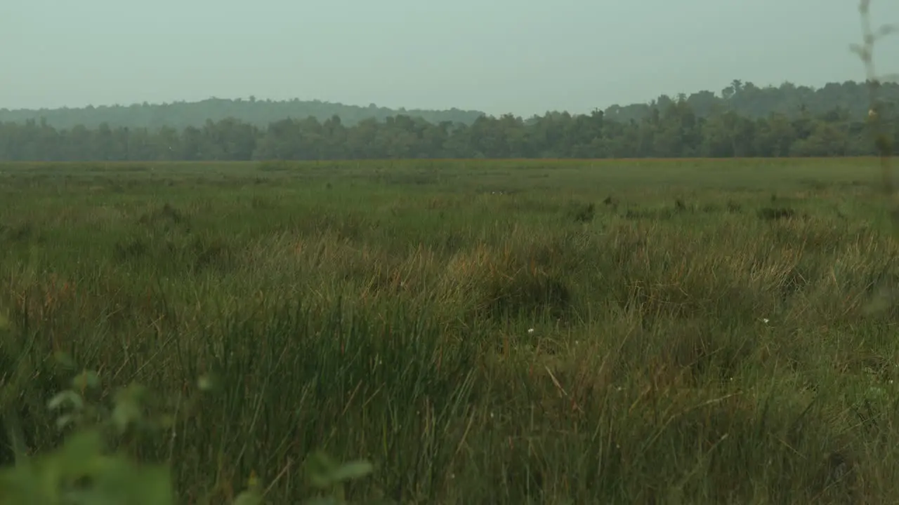 Still shot of grassy fields Expansive wetland grasses overcast day