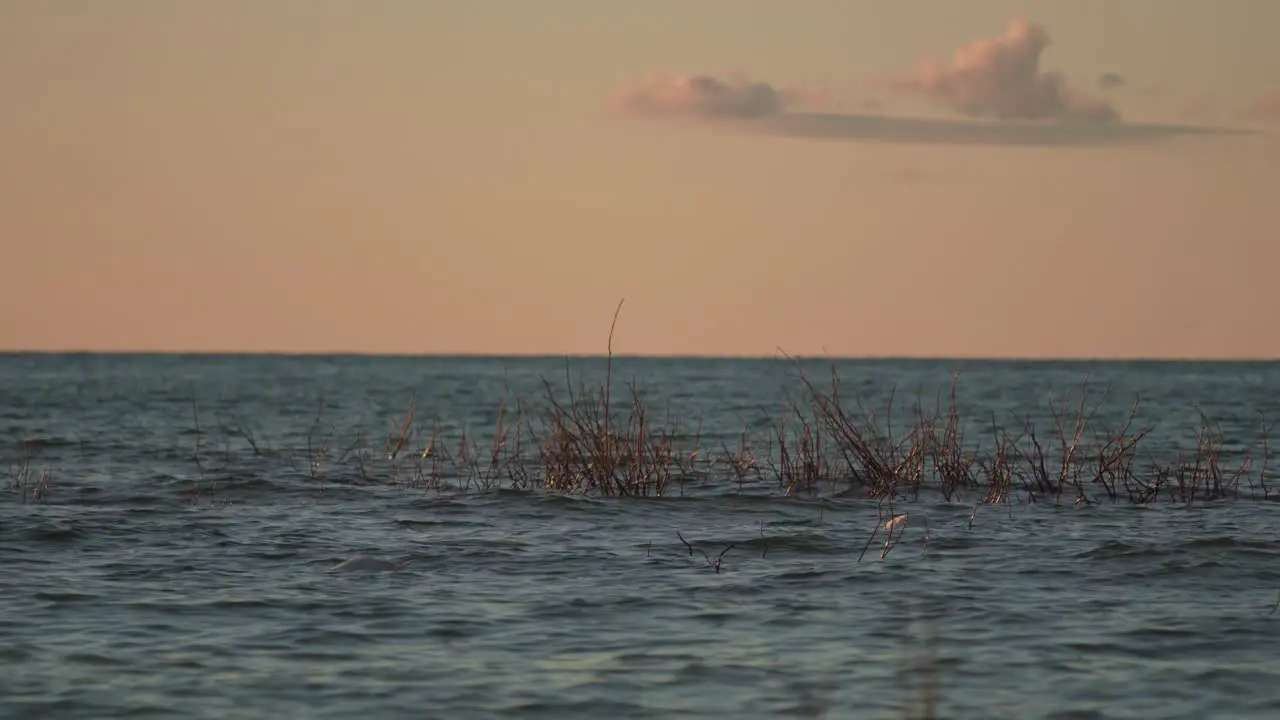 Two Swans Swimming and Diving for Food on a Lake at Sunset