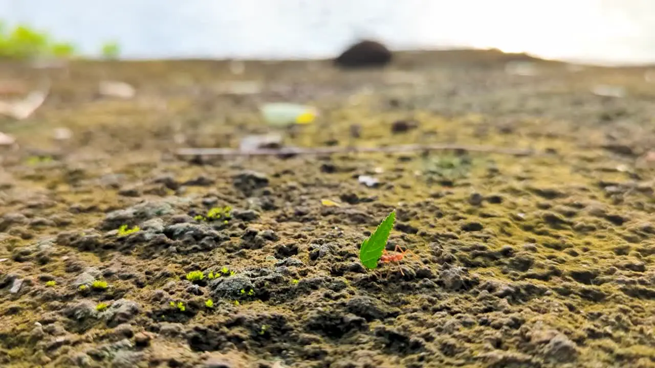 Close up of red ant carrying lush green leaf across rocky terrain