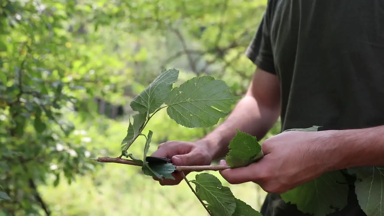 Man Using Knife In Forest 1