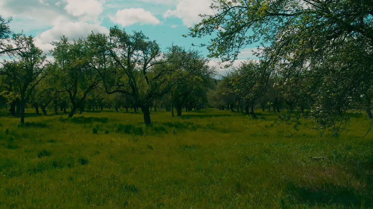 low aerial flight meadow tall grass field plantation and trees slow motion