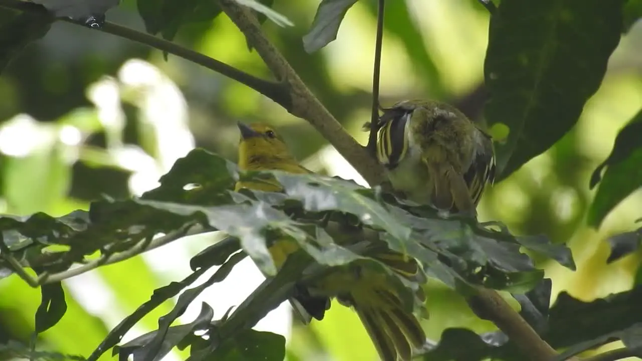 two beautiful yellow birds called common iora werw together in a three