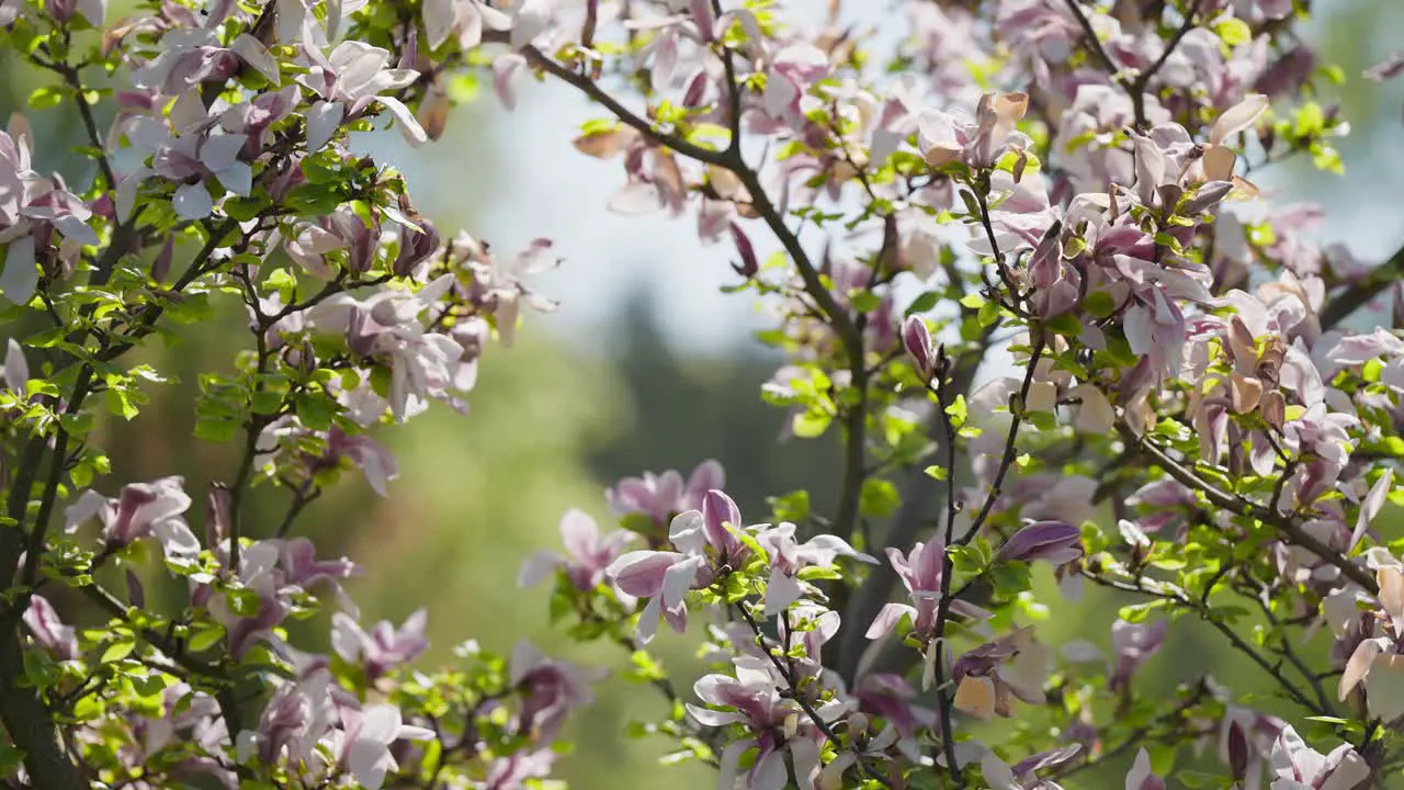 Delicate fragrant magnolia flowers in full bloom