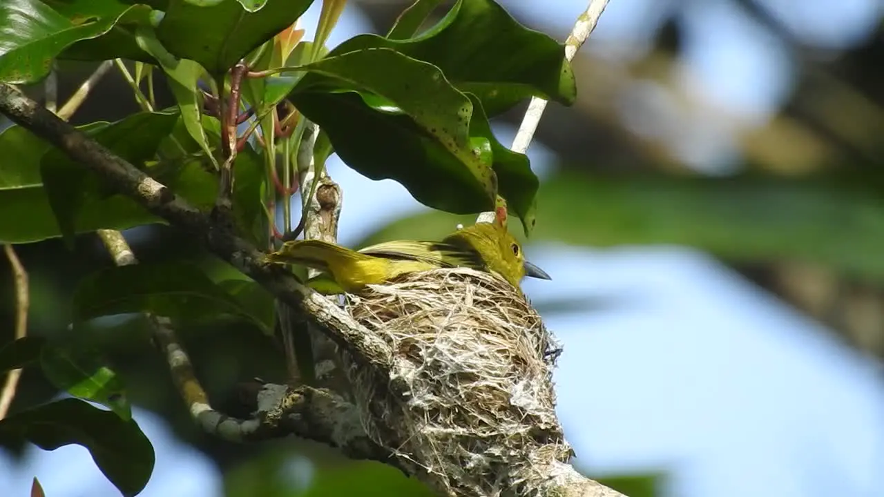 a cute yellow bird called common iora was languishing in its nest and flew away