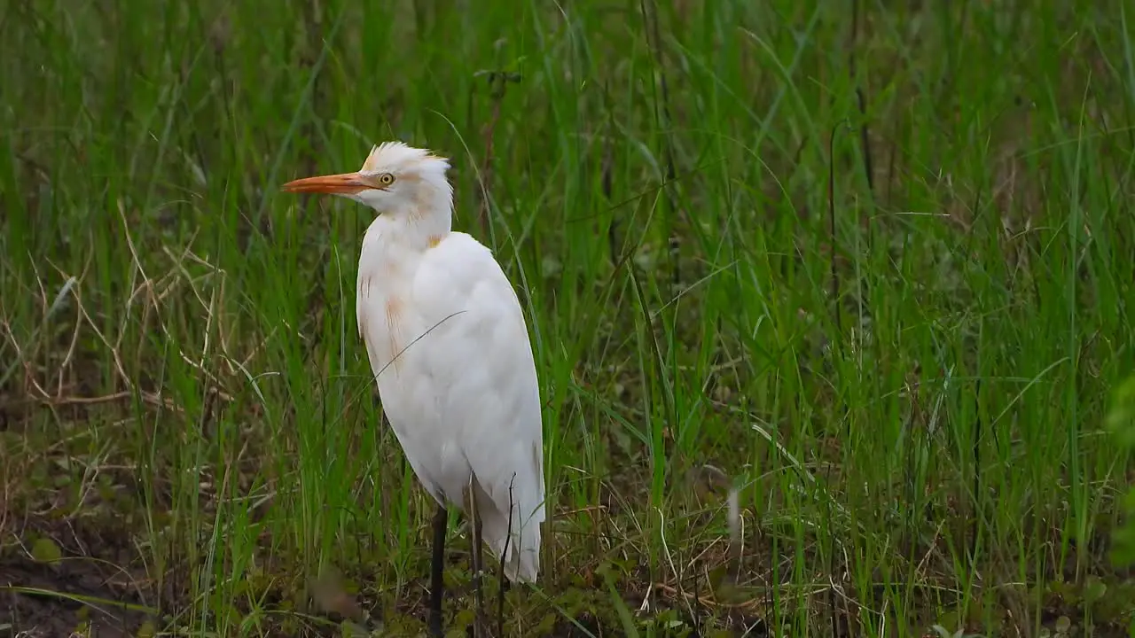 Egret in pond UHD MP4 4k Video