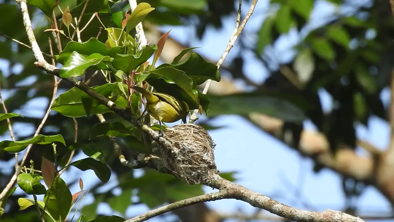 the yellow bird common iora came to bring food to its nest and fed it to its children