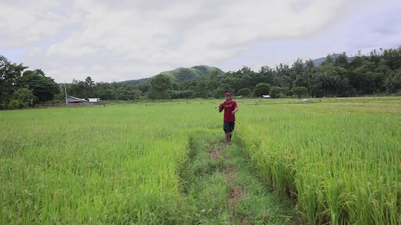 Asian Rice Farmer Philipines Walking In Rice Paddy Wide Shot