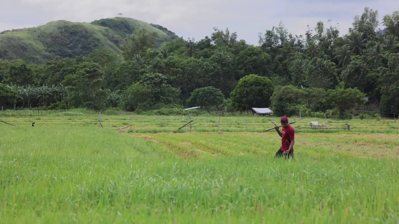 Asian rice farmer walking in rice Paddy