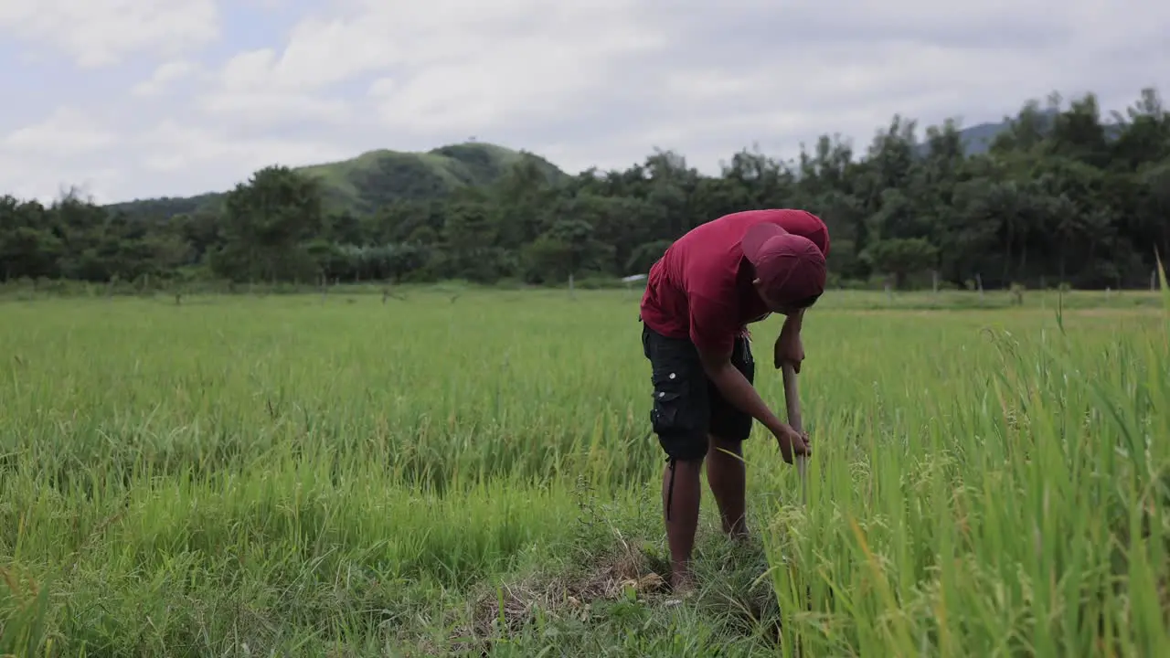 Rice Farmer in Philipines Walking In Rice Paddy