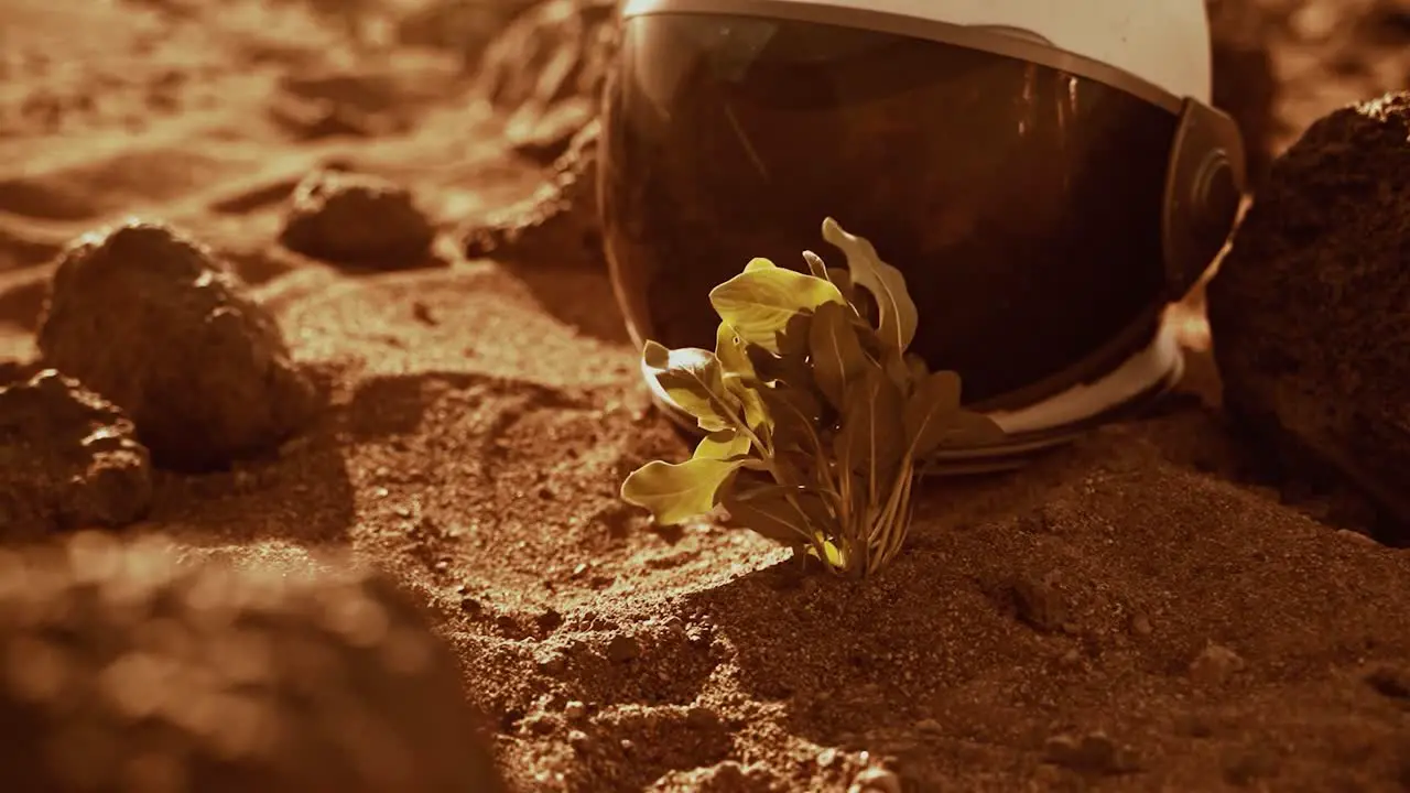 Close up shot of a futuristic astronaut helmet placed on the ground with red soil with a plant near it