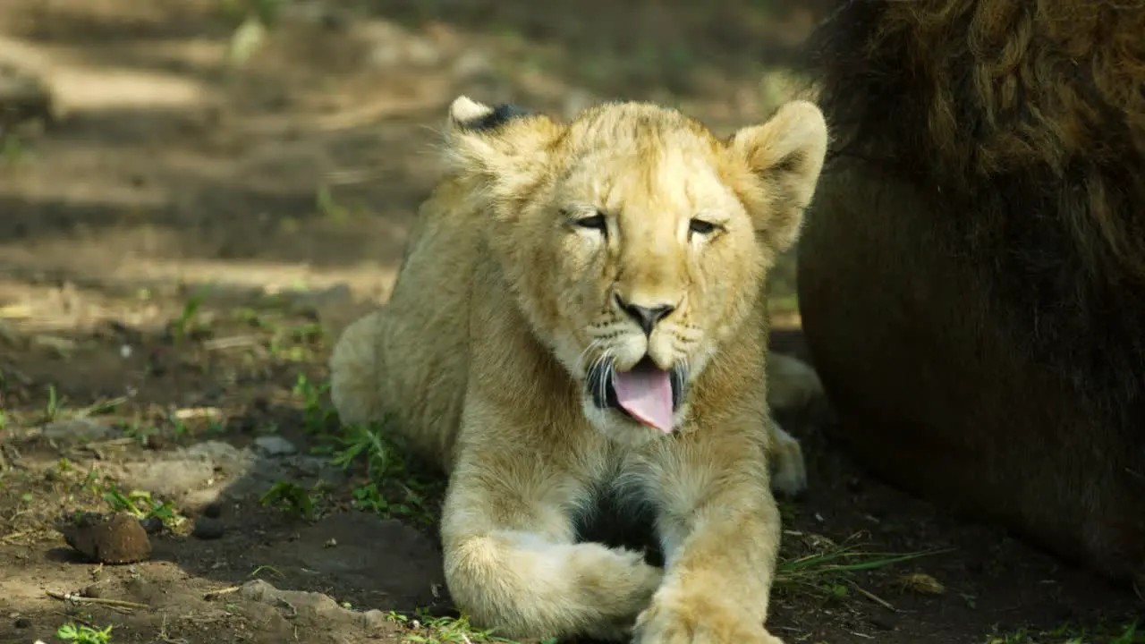 cub yawns and is laying near lion