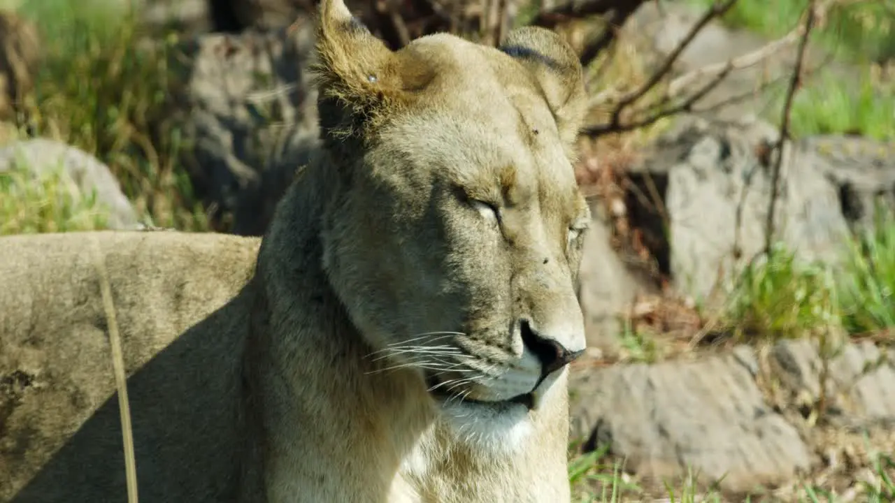 Closeup of lioness face as she squints in the fun