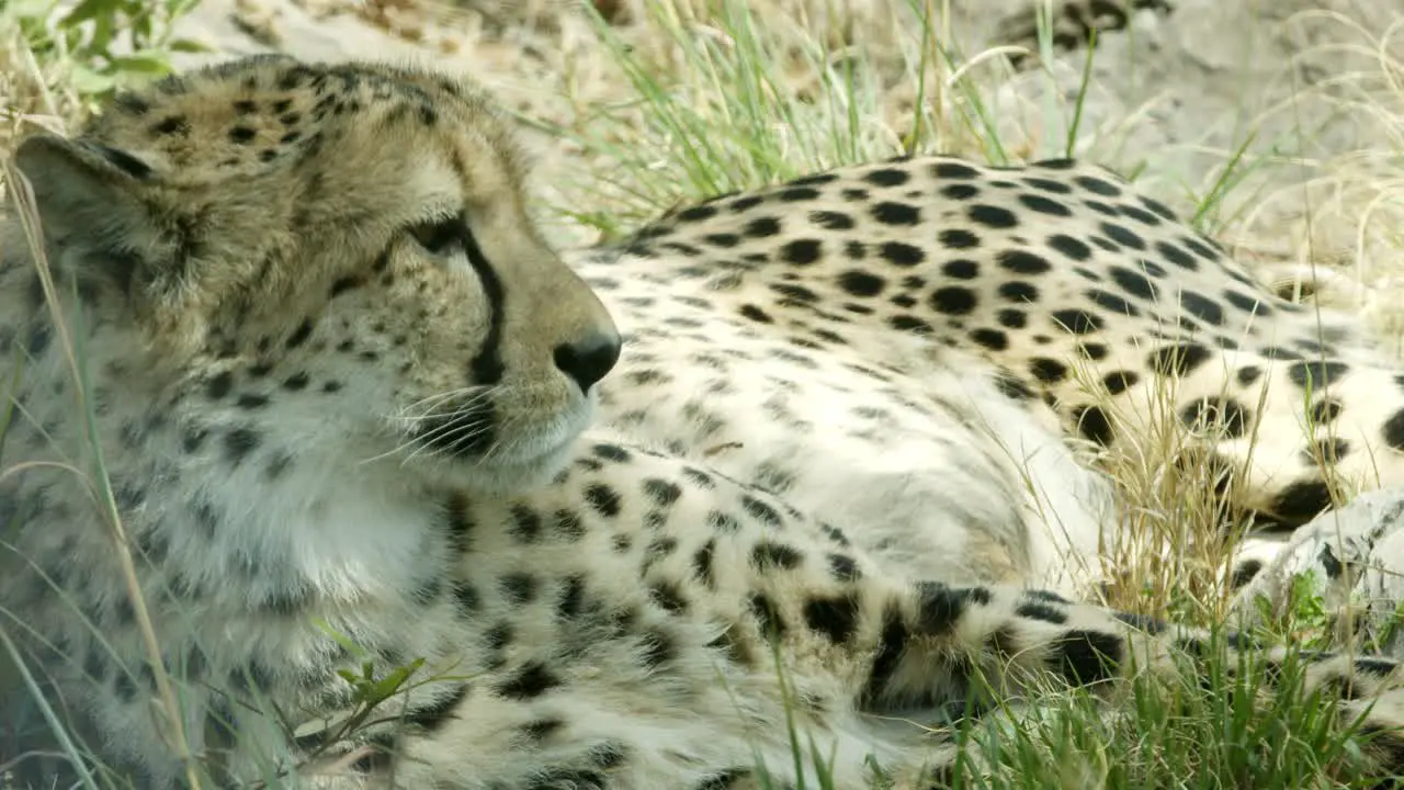 profile of cheetah peacefully laying down on the grass