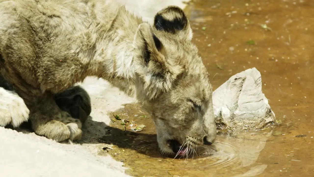 closeup of lioness drinking water