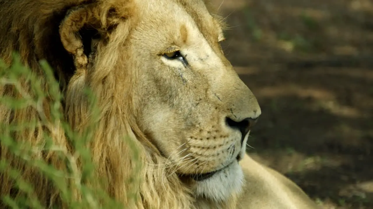 Profile of lion head looking into distance then slowly turning