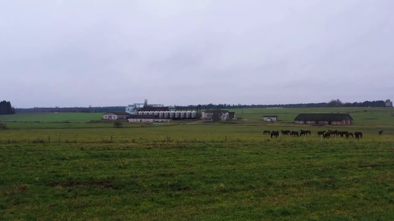 Large farm with grain silos in distance and horse herd on a gloomy day