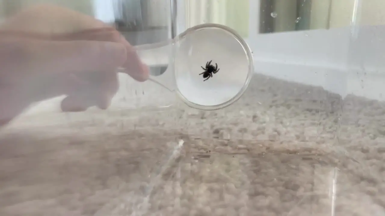 Boy using a plastic container to closely examine a spider with a magnifying glass