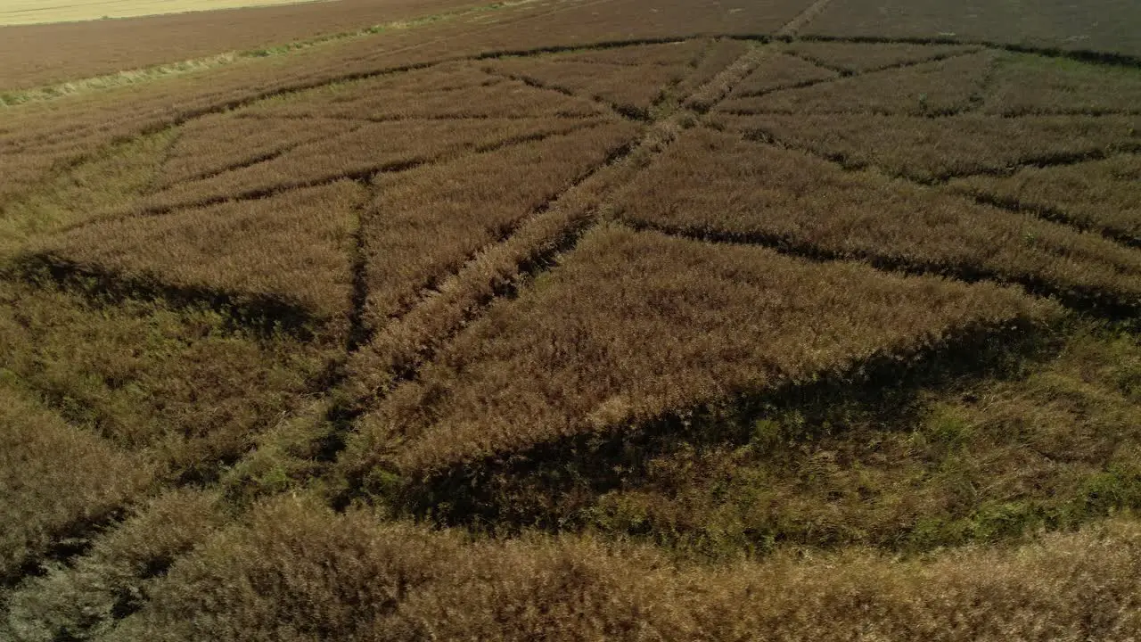 Strange wheat field crop circle farmland vandalism aerial close rotate right view Stanton St Bernard Wiltshite