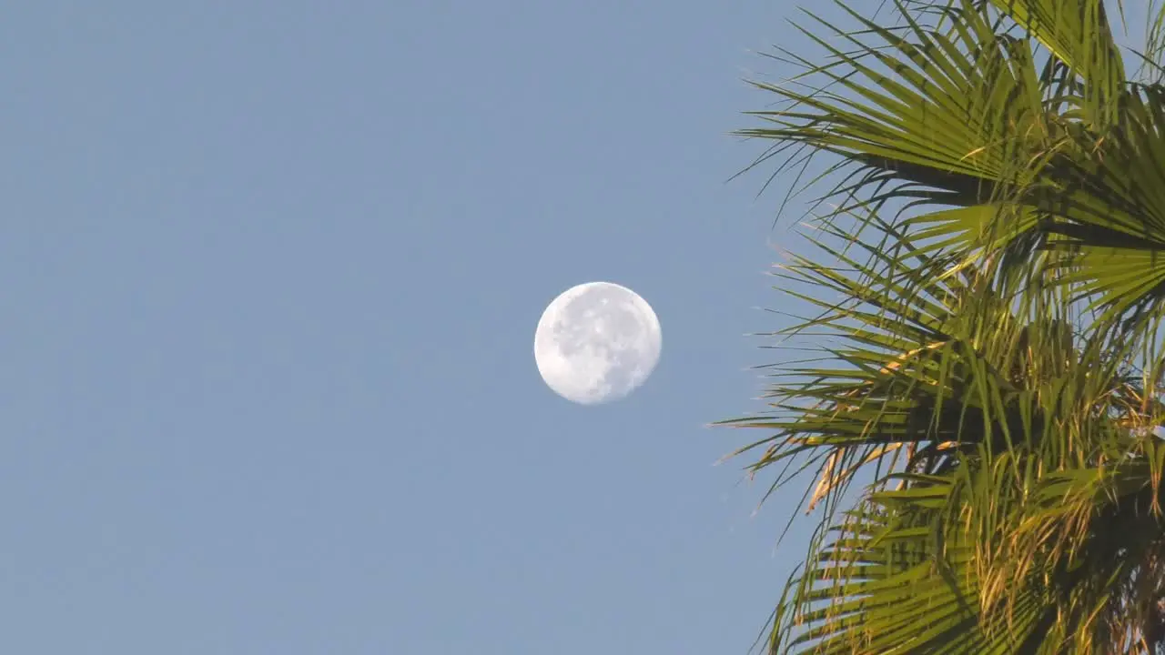 time lapse moon setting in morning sky with palm tree