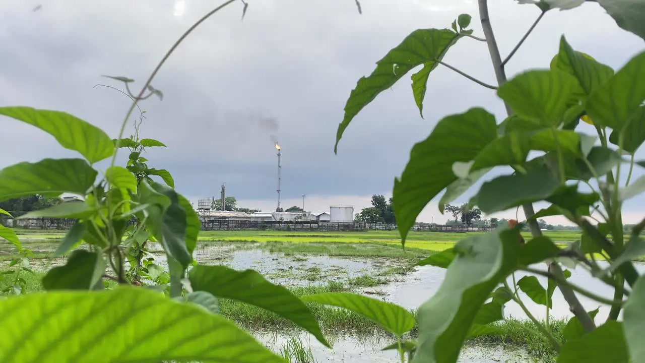 View Of Kailashtilla Gas Field Plant Seen Burning Orange Flame In Background Through Plants Across Rice Fields