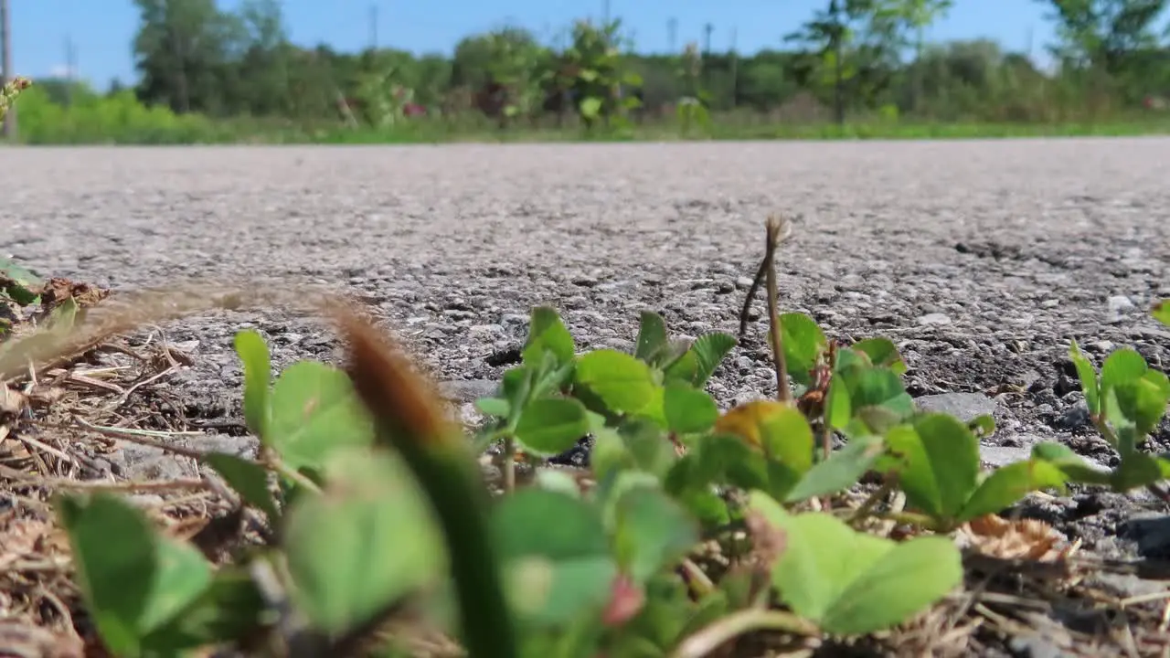 Person on scooter in background out of focus while foreground of clovers is in focus